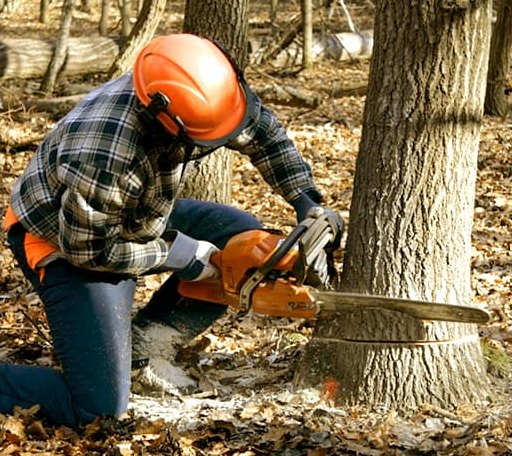 Tree Removal in Pine Village, IN